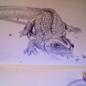 Finished Tylotriton
