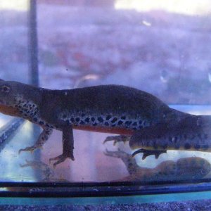 Ichthyosaura alpestris cyreni, female.