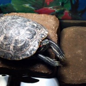 basking
