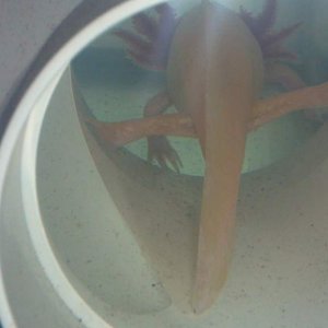 pinky doing the splits in his tunnel   :)