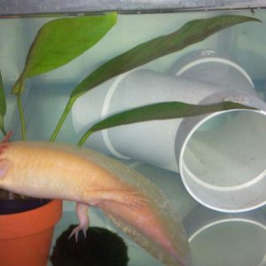 He's a little too big for the plant lol. Gills growing back after adding a filter made him very ill.  :(