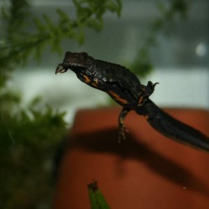 My only male, but I have 2 subadults who are unsexed yet so he may have competition.
