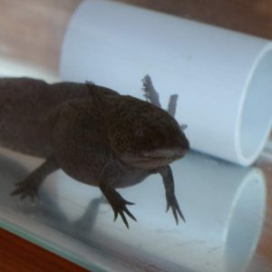 Newts 005