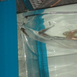 All three in their bag getting used to the new water!