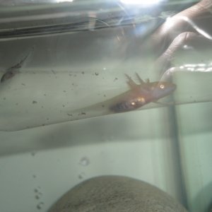 Ed, Albino axolotl at about 3 weeks old