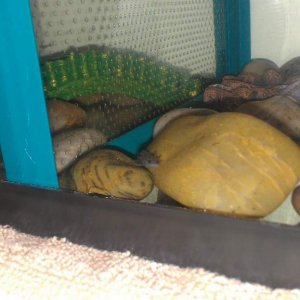 Bonzai in her new house!