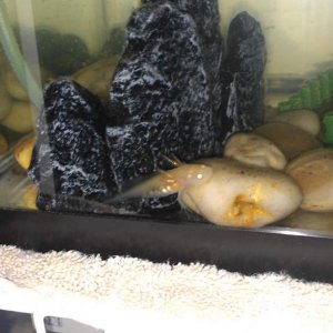 Ed on his half of the tank!