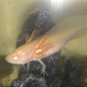 Feeding time at about 6 weeks old- he doesn't go for the little floating daphnia anymore, but loves his bloodworms :)