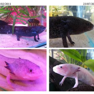 axies