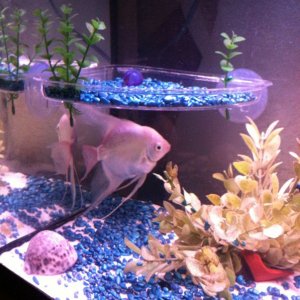 big bob the angel fish