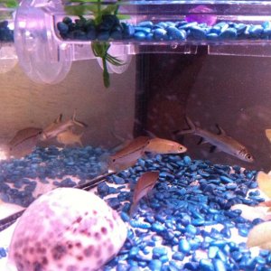 the guramies and sharks the sharks are called ronnie and reggie aint names the guramies uet