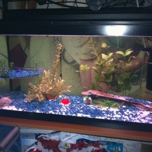 just done this set up its got an angel fish 2 sharks 2 guramies 3 guppies and a tiger plec its a new project alls going well at min