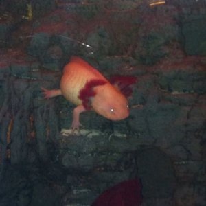 this is there castle they spend all day in it till im home then they all come out to say hi as soon as im home its great