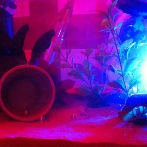 i like playing with lighting in the tanks it changes the colour of the axis i put the light outside the tank so they dont mind it as much x