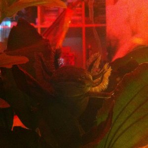my wild type his names taco hes  a yr old