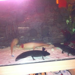 my 2 wild types with there new partners x