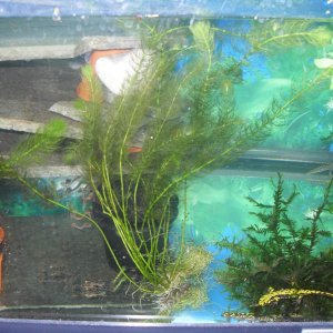 triturus,marmoratous,cristatus