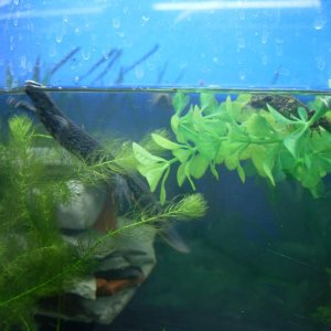 triturus,marmoratous,cristatus