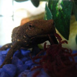 bloodworm spaghetti