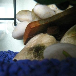 not coming out!