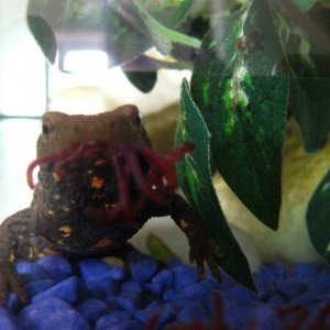 bloodworm time