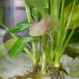 That plant has long since died...