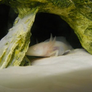 When he used to actually fit comfortably in his cave.