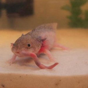 Dinner