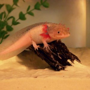 I climb!