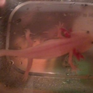 newt is getting so big.