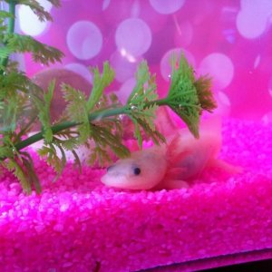 ino i shouldnt have that at the bottom of the tank as soon as i found that out i went and got sand.
