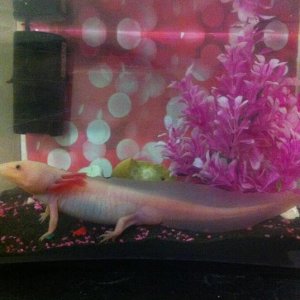 so he only goes in this when i clean his tank this was his baby tank
