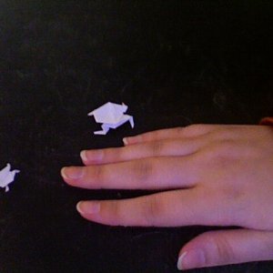 Here are the frogs beside my hand so you can see how small they are