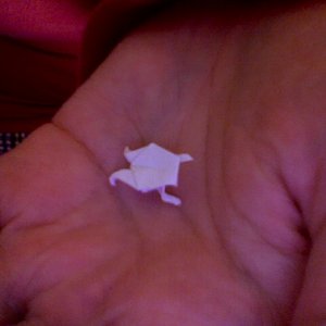 the smaller frog in the palm of my hand