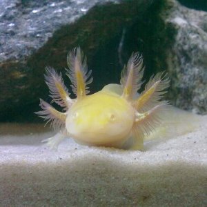 the gills