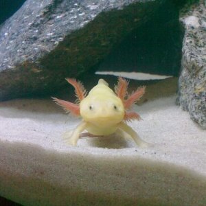 My new axie! He dont have one of the gills! haha
