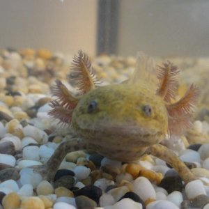 Smiling Gizmo