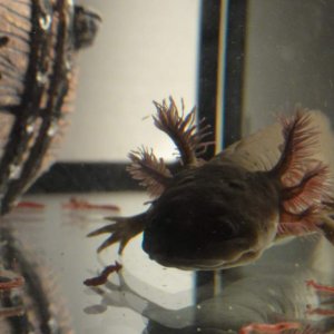 Gunter munching on some bloodworms