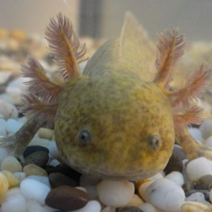 Gizmo in a staring contest with the glass..His favourite thing to do..