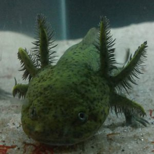 smieszko