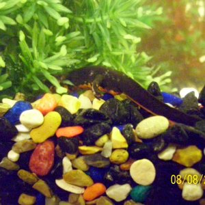 my male newt
