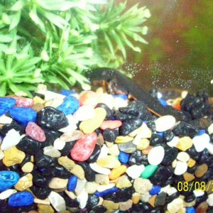 my male newt