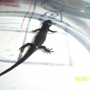 my male newt