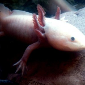 You may notice some 'nicks' in this poor boys tail. This happened in transit as his previous owner dropped him the morning I rehomed him and his tankm