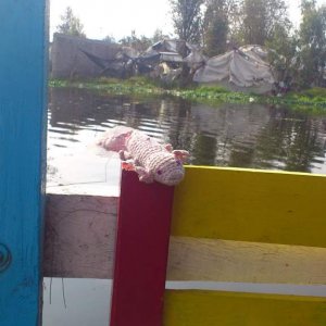 axolotl  in Xochimilco