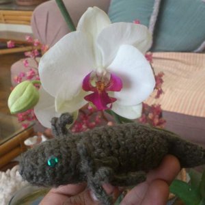 axolotl and orchid