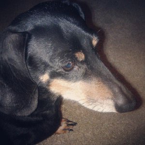 Willis the dogsnake