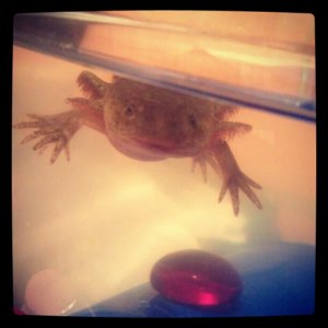 Andy Man swimmin around actin all cute