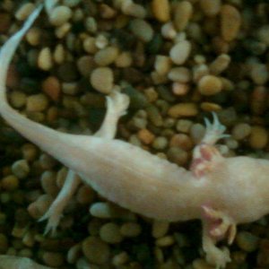 when we first got mickie he was in a tall 5 gal tank with gravel on the bottom....we put him in a new 10 gal tank with sand on the bottom...