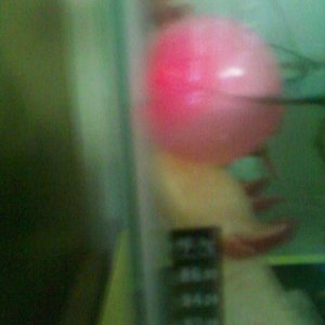 playing with a partially filled water balloon that we refridgerated...(the previous owner said she did this to hep cook tank)....we have since stopped